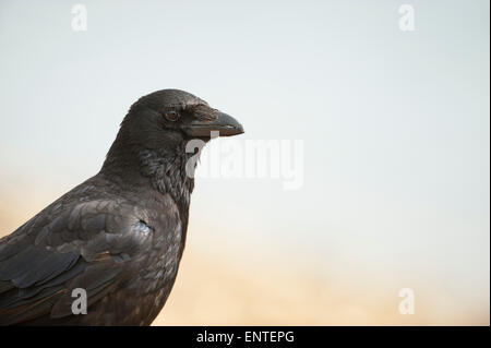 Close-up di un Carrion Crow, REGNO UNITO Foto Stock