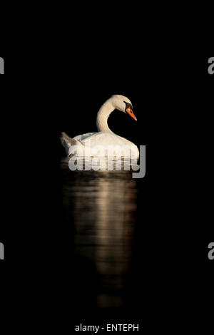 Cigno (Cygnus olor) sul Fiume Doon a Ayr, Scotland, Regno Unito Foto Stock