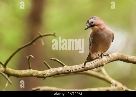 Jay (Garrulus glandarius) è un uccello seduto su un ramo nel bosco, Inghilterra, Regno Unito Foto Stock