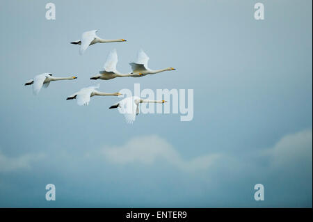 Sei cigni Whooper (Cygnus cygnus) in volo, Ayrshire, in Scozia, Regno Unito. Foto Stock