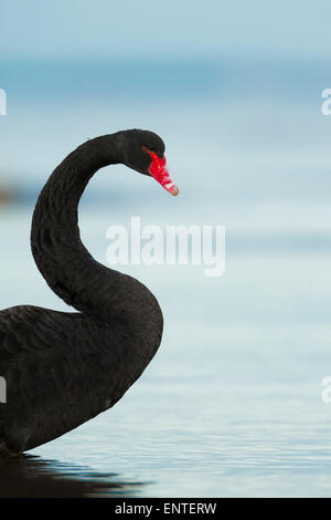 Black Swan (Cygnus atratus ) nel selvaggio, Scotland, Regno Unito Foto Stock