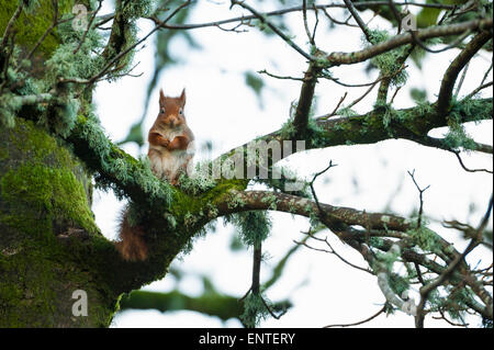 Red Squirrel (Sciurus vulgaris) in a tree in the Galloway Forest National Park, UK Foto Stock