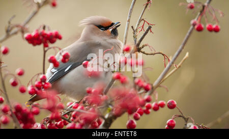 Waxwing (Bombycilla garrulus) nutrire gli uccelli del giardino nel Galloway Forest Park, Regno Unito, in autunno/inverno Foto Stock
