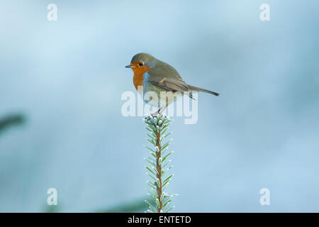Ritratto di un Robin (Erithacus rubecula) siede sul ramo superiore di una Sitka albero di Natale, UK in inverno Foto Stock