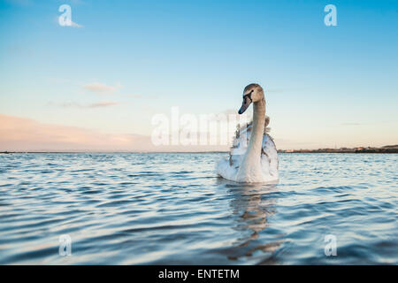 Giovani Cigno (Cygnus olor) sul Fiume Doon, Ayr, Ayrshire, in Scozia, Regno Unito Foto Stock