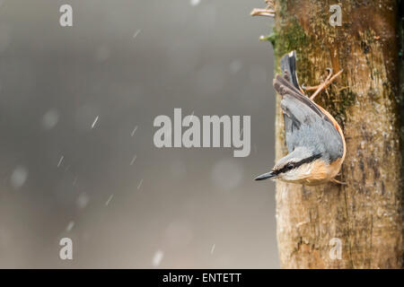 Picchio muratore (Sitta europaea) su un palo da recinzione nella neve, REGNO UNITO Foto Stock