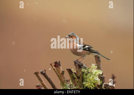 Chaffinch (Fringilla coelebs) nella neve. Garden Birds, Regno Unito Foto Stock
