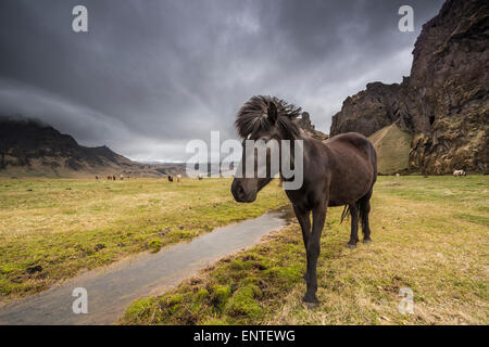 Cavallo Islanda - cavallo islandese in Islanda paesaggio Foto Stock