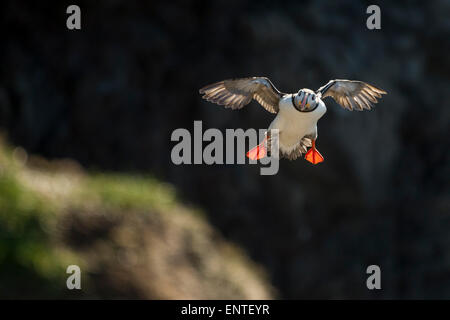 Atlantic Puffin (Fratercula arctica) uccello in volo, Capo Ingolfshofdi, Islanda Foto Stock