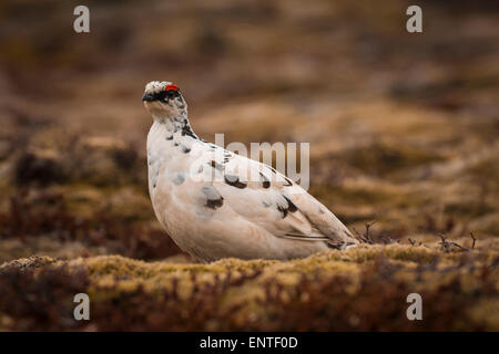 Pernice bianca (Lagopus mutus) in Islanda Foto Stock