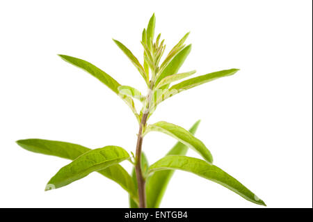 Lippia polystachya (verbena) isolato su sfondo bianco Foto Stock