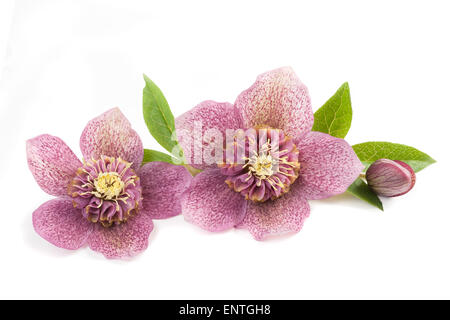 L'elleboro fiori con bud isolato su bianco Foto Stock