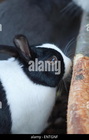 Coniglio (oryctolagus cuniculus). 'Olandese' domestici, di razza animale da compagnia al fianco di una masticazione tree log. Arricchimento ambientale. Foto Stock