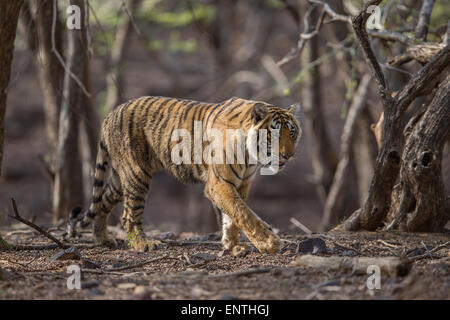 Un bambino di 13 mesi Tiger camminare vicino a rajbaug area a Ranthambhore foresta. [Panthera Tigris] Foto Stock