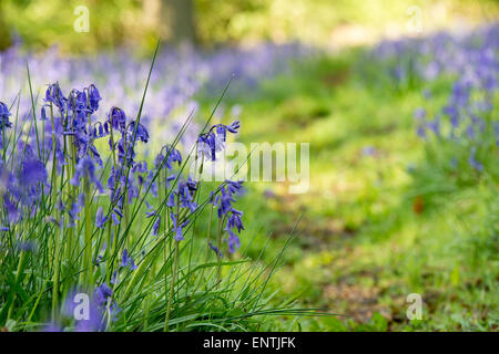 Hyacinthoides non scripta. Bluebells e percorso in primavera. Bucknell di boschi, Northamptonshire. Regno Unito. Foto Stock