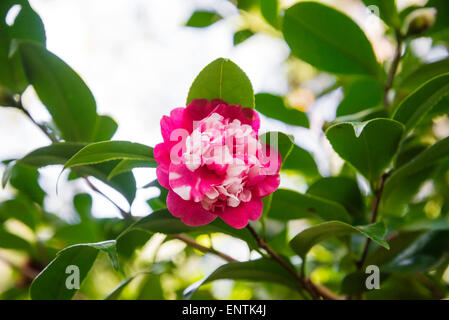 Camellia japonica a Kanapaha Botanical Gardens a Gainesville Florida. Foto Stock