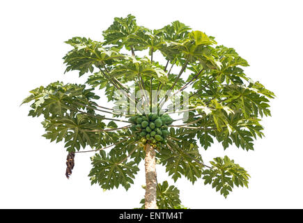 Papaia fresca albero con il mazzetto di frutta isolato su bianco Foto Stock