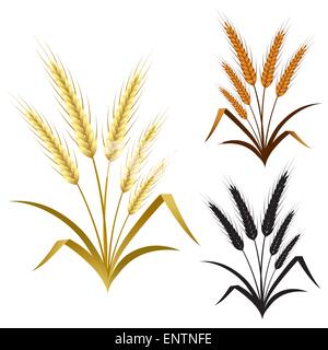 Set di frumento, di orzo o di segala orecchie disegnate in stili differenti isolati su bianco Illustrazione Vettoriale