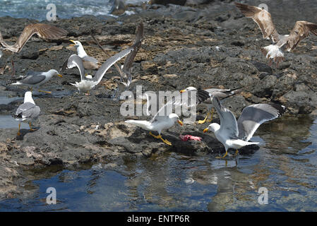 Larus michahellis atlantis, gruppo di giallo-gambe Gabbiani Foto Stock