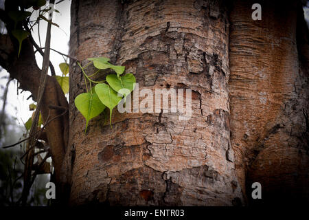 Lumbini, Nepal - il luogo del Buddha la nascita. Foto Stock