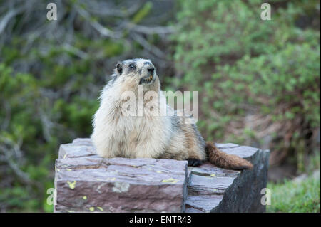 Annoso marmotta (Marmota caligata), il Parco Nazionale di Glacier, Montana Foto Stock