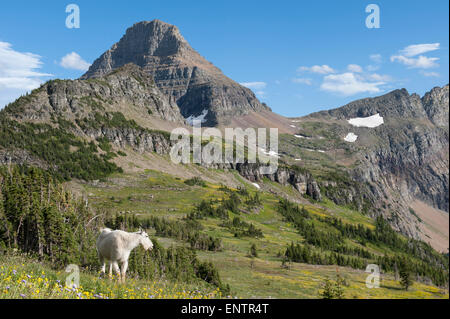 Capre di montagna (Oreamnos americanus), il Parco Nazionale di Glacier, Montana Foto Stock