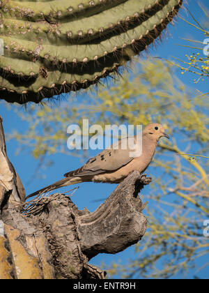 Lutto colomba (Zenaida macroura) costruire un nido su un arto del Saguaro, Lost Dutchman State Park, Apache Junction, Arizona. Foto Stock