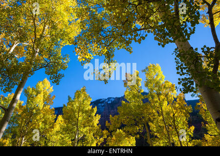 Vacilla retroilluminato aspen trees (Populus tremuloides) di Telluride, Colorado. Foto Stock