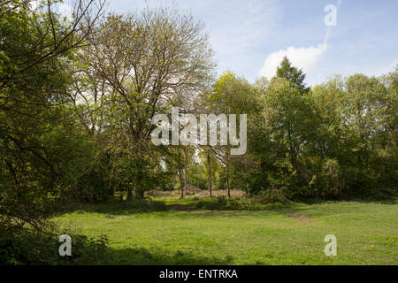 Radura con matura il frassino e inglese standard di quercia Foto Stock