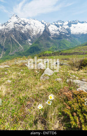 Il nuovo nato bianco e fiori di colore giallo (Pulsatilla alpina, alpine pasqueflower o anemone alpino) in primo piano. Foto Stock