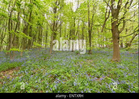 Un sacco di wild bluebells fiori in primavera prato sotto deciduo Sweet Chestnut Tree leaf tettoia aperta radura boschiva Foto Stock