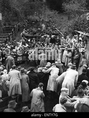 Centinaia di pony selvatici pilotato da Exmoor sono venduti a Bampton, Devon, Pony fiera. Prima della guerra da essi venduti 2/6d, oggi (1948) un prezzo medio è stato di £ 5 per pony. Gli agricoltori e i commercianti si sono riuniti nella piccola città dove in un mare di fango e di heavy rain, il pony sono state messe all'asta. I proprietari che guidava il pony dal moro, lotta per ottenere gli animali nel contenitore di aste. Solo manodopera può essere utilizzato per spostare il pony che non hanno mai sentito la mano dell'uomo. Il 29 ottobre 1948 Foto Stock