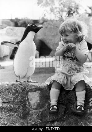 Rocky il pinguino non perde mai una possibilità di mostrare di fronte ai visitatori del Cotswold Wildlife Park, burford, Oxfordshire. Egli fu allevato e preferito la compagnia di due anni di Nicola McNally agli altri pinguini. Maggio 1980. Foto Stock