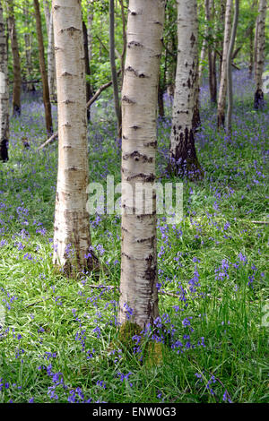 Bluebells foresta moquette del pavimento di legno Waresley Cambridgeshire Inghilterra Foto Stock