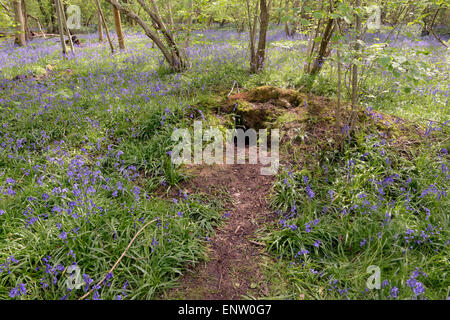Entrata a badger imp in primavera con moquette bluebells forest floor legno Waresley Cambridgeshire Inghilterra Foto Stock