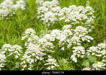 Wild candytuft con bianchi profumati fiori fiorisce su un profondo verde fogliame sempreverde Foto Stock