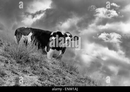 Giovane vacca come un look-out urlando avvertenza a la mandria sui nemici che sopraggiungono. Foto Stock