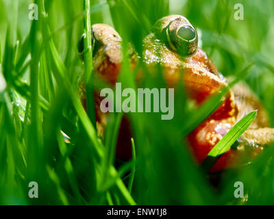 Frog il peering attraverso fili di erba su un giardino prato in primavera. Foto Stock