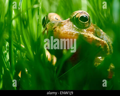 Frog il peering attraverso fili di erba su un giardino prato in primavera. Foto Stock