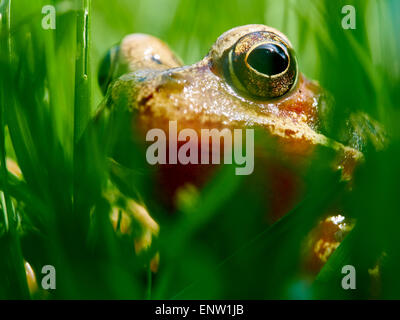 Frog il peering attraverso fili di erba su un giardino prato in primavera. Foto Stock