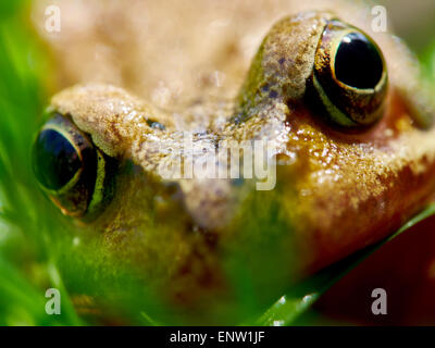 Frog il peering attraverso fili di erba su un giardino prato in primavera. Foto Stock