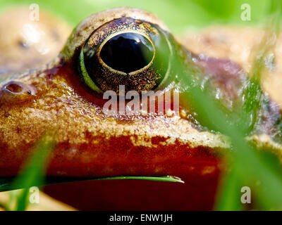 Frog il peering attraverso fili di erba su un giardino prato in primavera. Foto Stock