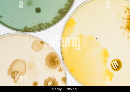 Selezione di microbi funghi batteri colture su agar in capsule petri con indicatore che mostra il cambiamento del ph e spore Foto Stock