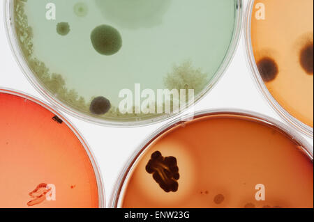 Selezione di microbi funghi batteri colture su agar in capsule petri con indicatore che mostra il cambiamento del ph e spore Foto Stock