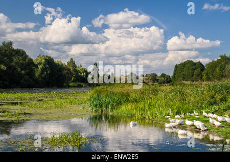 Fiume con alberi sulle rive e un sacco di piante acquatiche e con un branco di oche Foto Stock