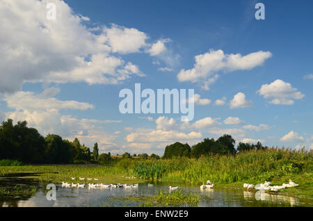 Fiume con alberi sulle rive e un sacco di piante acquatiche e con un branco di oche Foto Stock