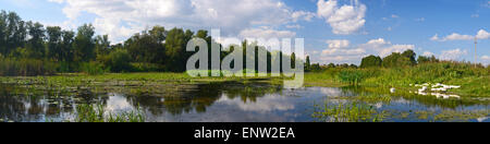 Fiume con alberi sulle rive e un sacco di piante acquatiche e con un branco di oche Foto Stock