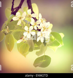 Bianco Ciliegio o apple fiori sotto il caldo sole primaverile, con effetto instagram Foto Stock