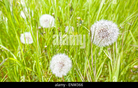 Tarassaco su un prato, sullo sfondo della natura, la profondità di campo. Foto Stock