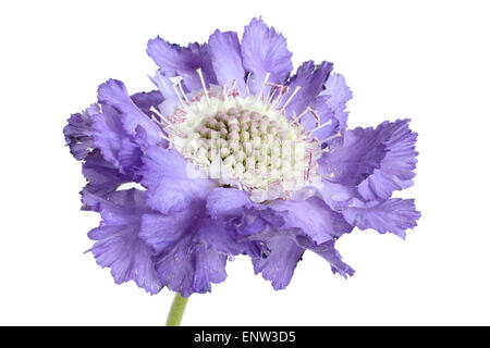 Scabious su sfondo bianco Foto Stock